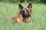 BERGER ALLEMAND 1205